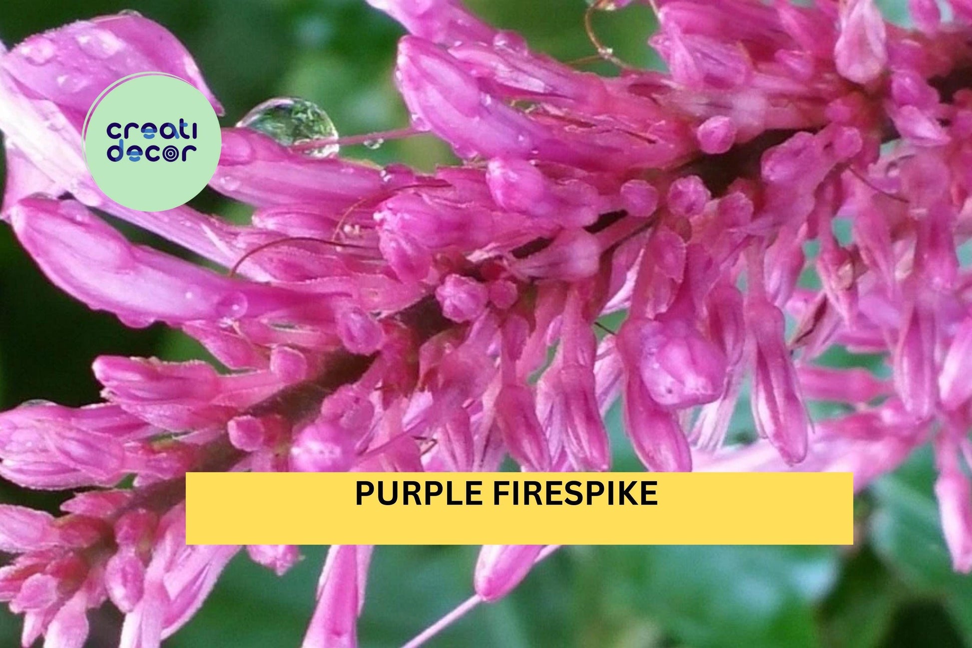 Purple Firespike Plant | Live Starter Shrub with Purple Flower Spikes | Odontonema cuspidatum Semi-Tropical Perennial