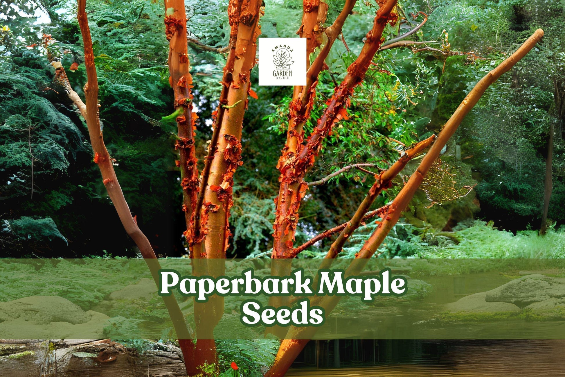 Paperbark Maple Seeds Acer griseum - Ornamental Small Tree with Cinnamon Bark & Fall Foliage, Zones 5-8