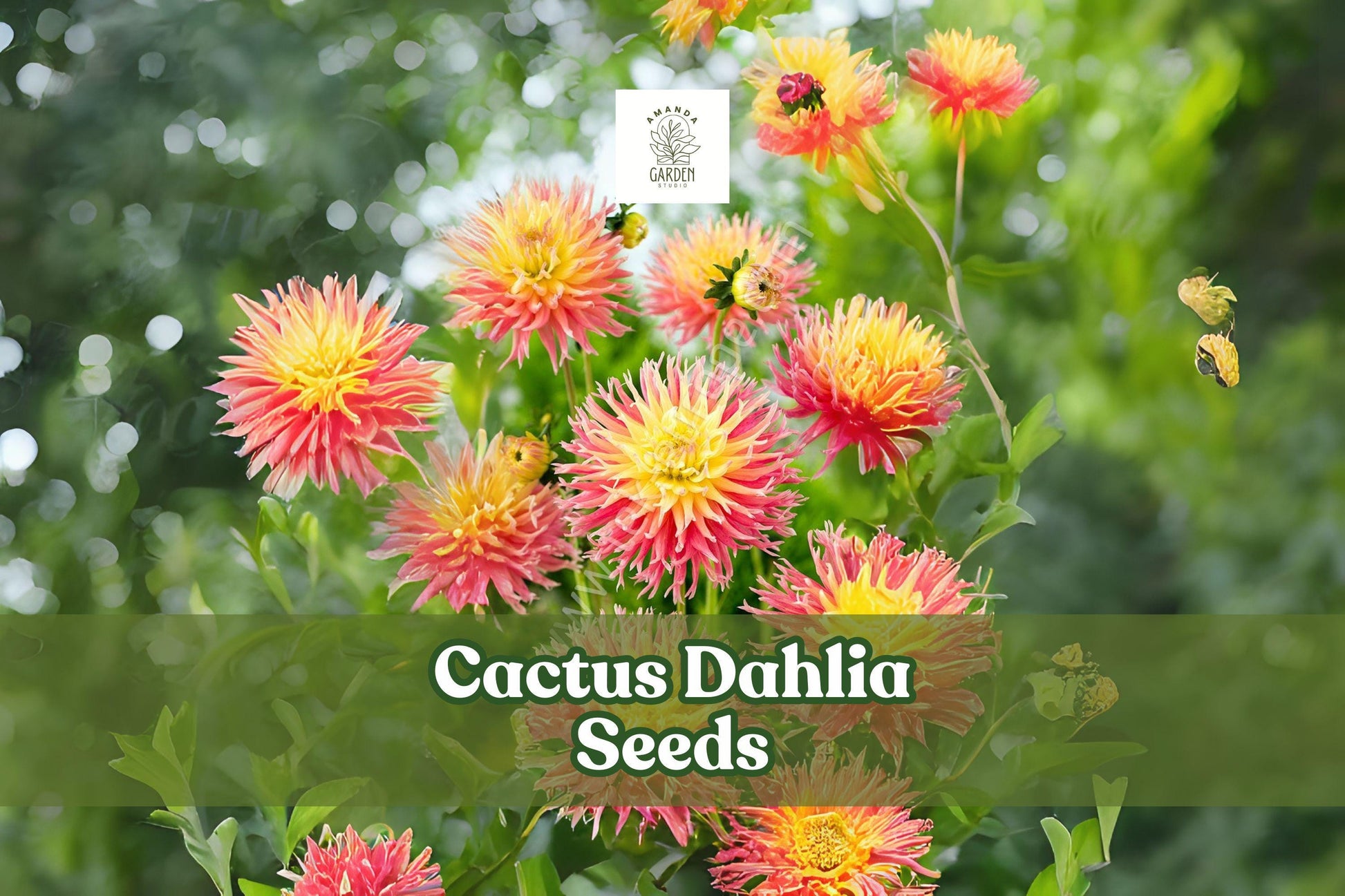 Cactus Dahlia Seeds - Mixed Colors for Summer Blooms, Dahlia × variabilis, Cut Flowers & Garden