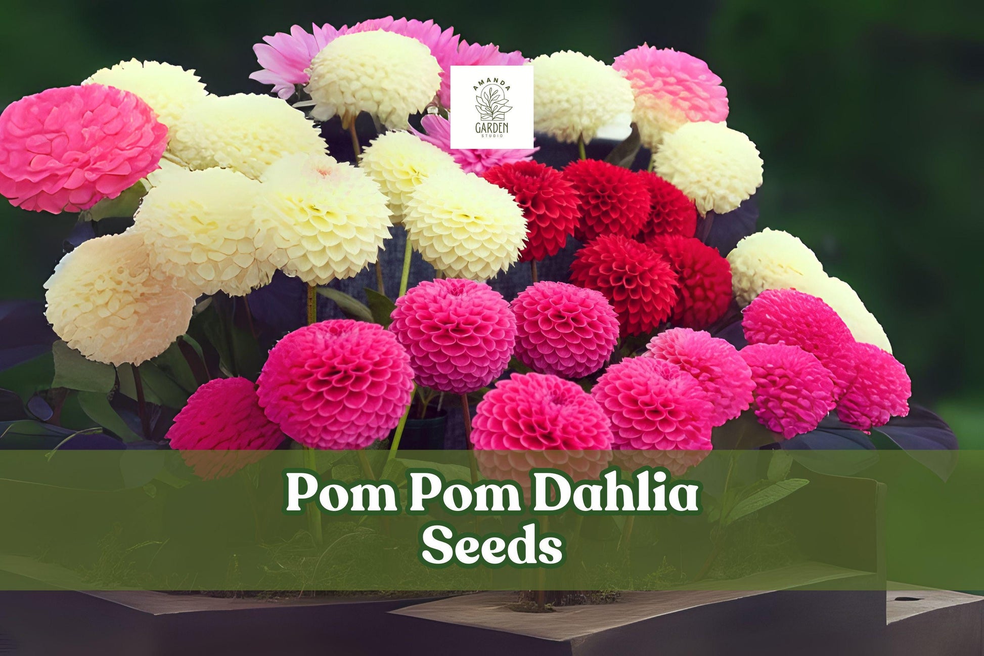 Pom Pom Dahlia Seeds Mixed Colors – Easy-to-Grow Cut Flowers Dahlia × variabilis