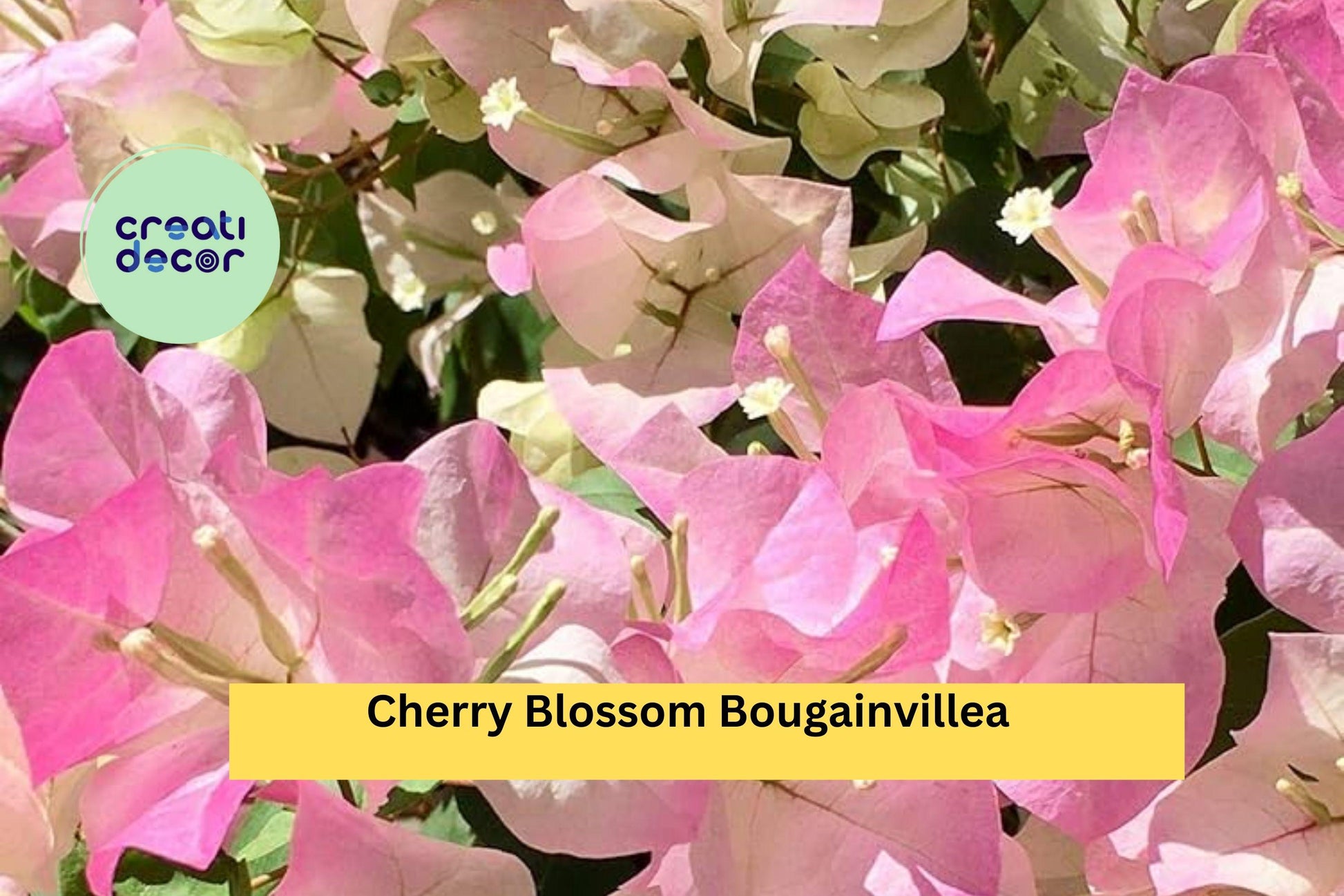 Cherry Blossom Bougainvillea Live Rooted Starter Plug Plant – Tropical Pink Flowering Vine for Patio, Garden, Trellis, or Hanging Basket