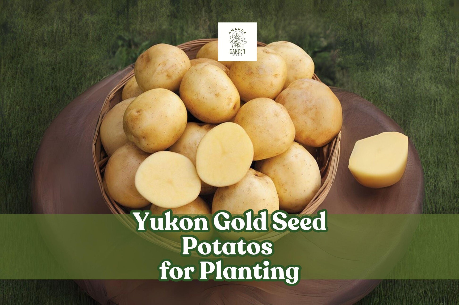Yukon Gold Seed Potatoes – Early Harvest, High Yield, Versatile Cooking – Solanum tuberosum