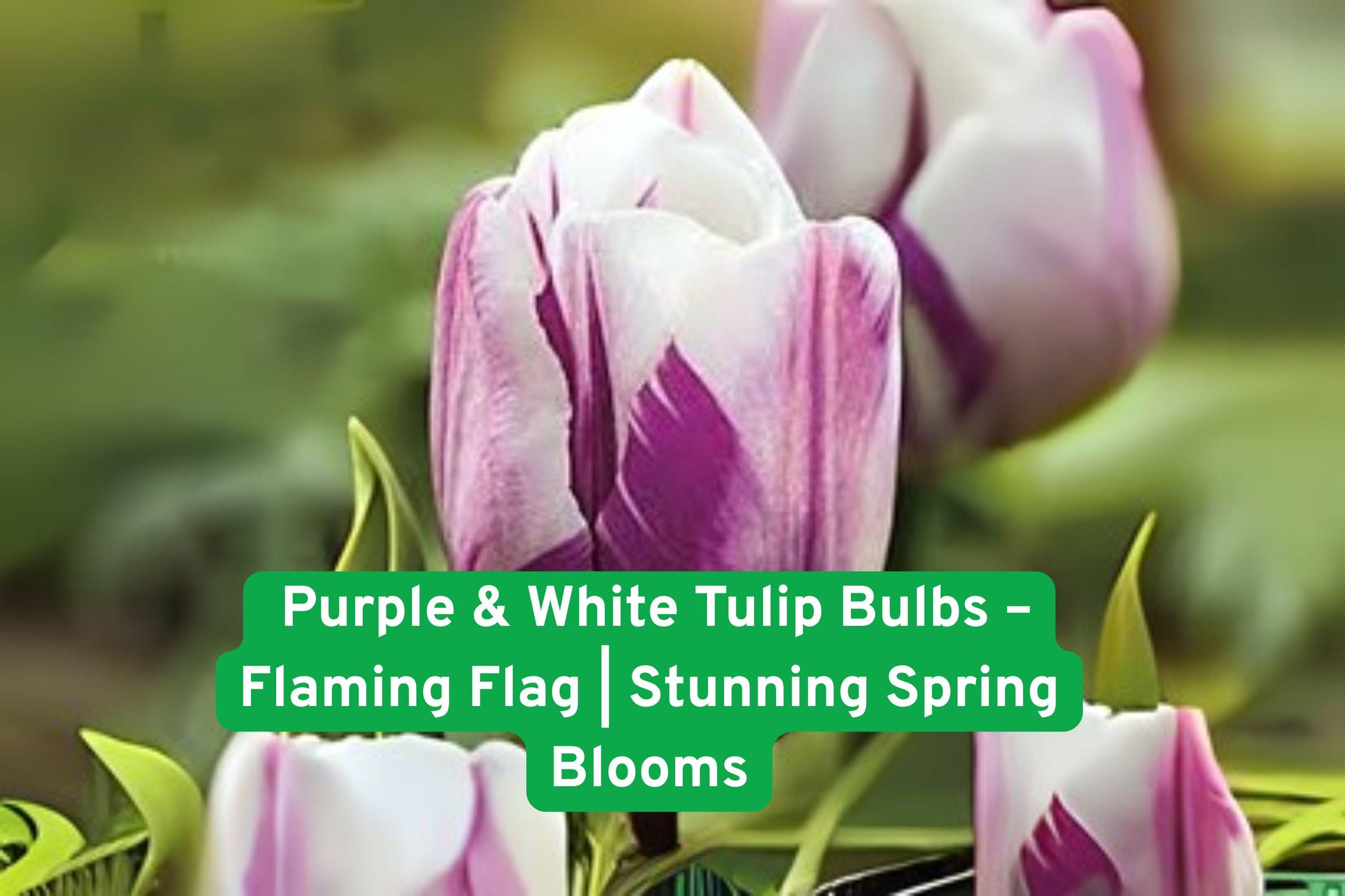 flaming flag tulip, purple white tulip, spring flower bulbs, garden tulip bulbs, fall planting bulbs, border tulips, container tulips, hardy spring bulbs, vibrant garden flowers, tulipa flower bulbs, outdoor landscaping, premium tulip bulbs, easy grow tulips