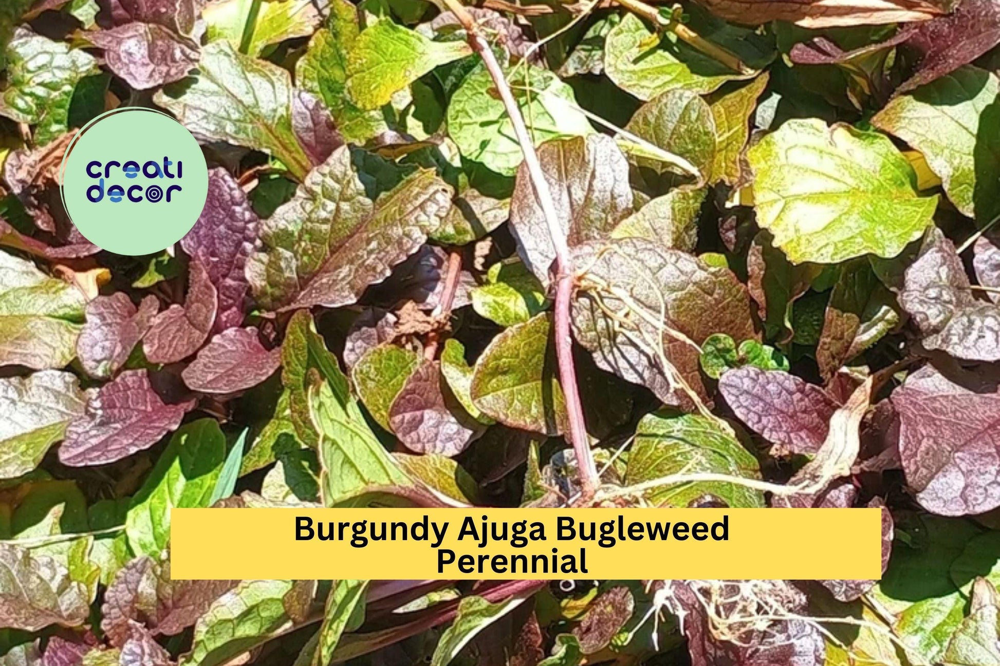 Burgundy Ajuga Reptans Ground Cover Plants – Live Bare Root Perennials with Purple Blooms