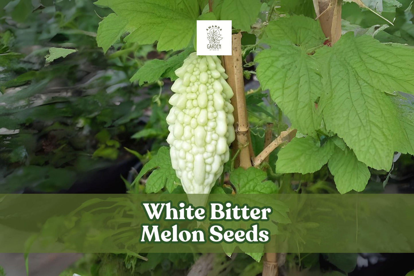 White Bitter Melon Seeds – Rare Tropical Climbing Vegetable Vine, Momordica charantia, White Gourds for Garden or Trellis