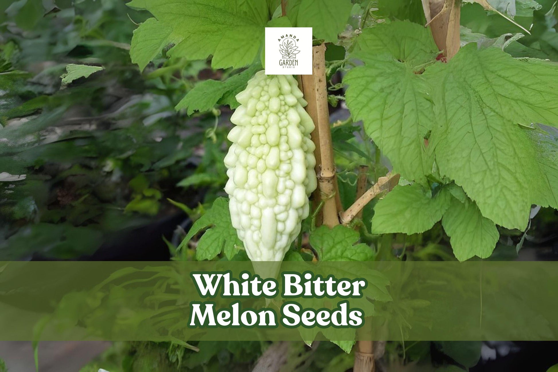 White Bitter Melon Seeds – Rare Tropical Climbing Vegetable Vine, Momordica charantia, White Gourds for Garden or Trellis
