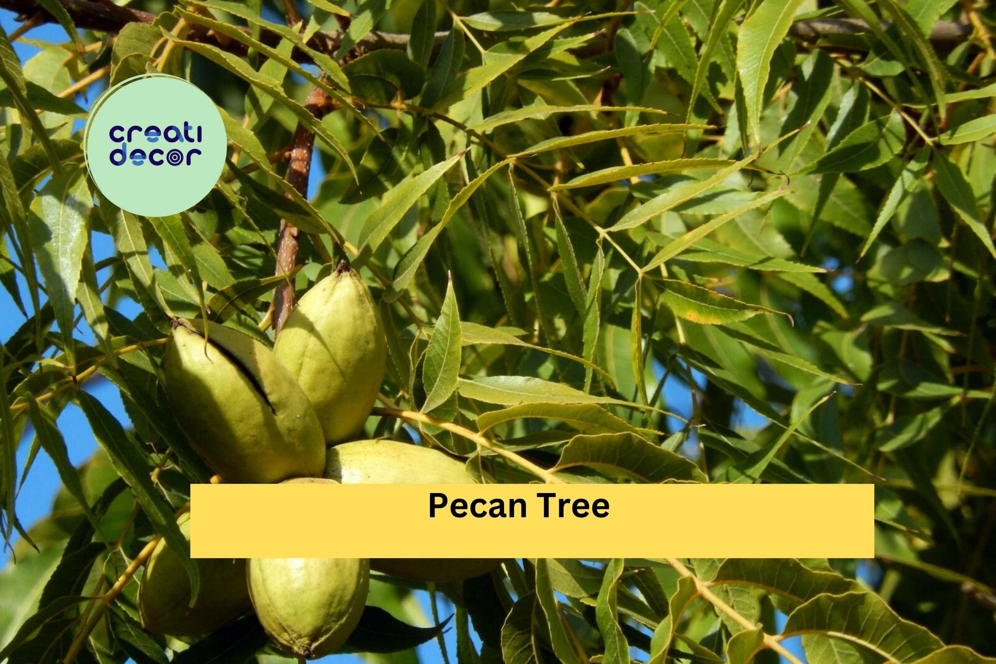 Pecan Tree Live Plants Set of 2 Bare Root Seedlings, Carya illinoinensis, Nut Trees for Orchard & Garden