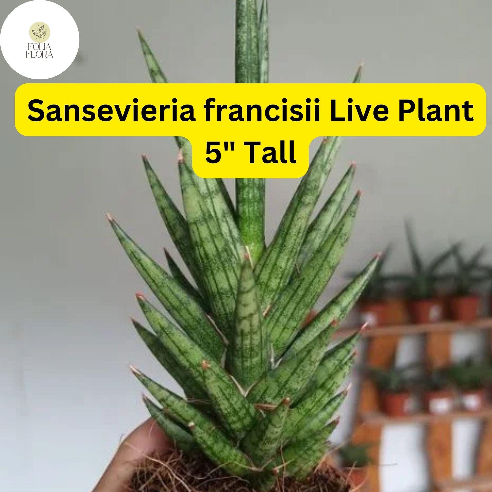 Sansevieria francisii Live Succulent Plant - Drought-Tolerant Snake Plant with Spiky Green Leaves