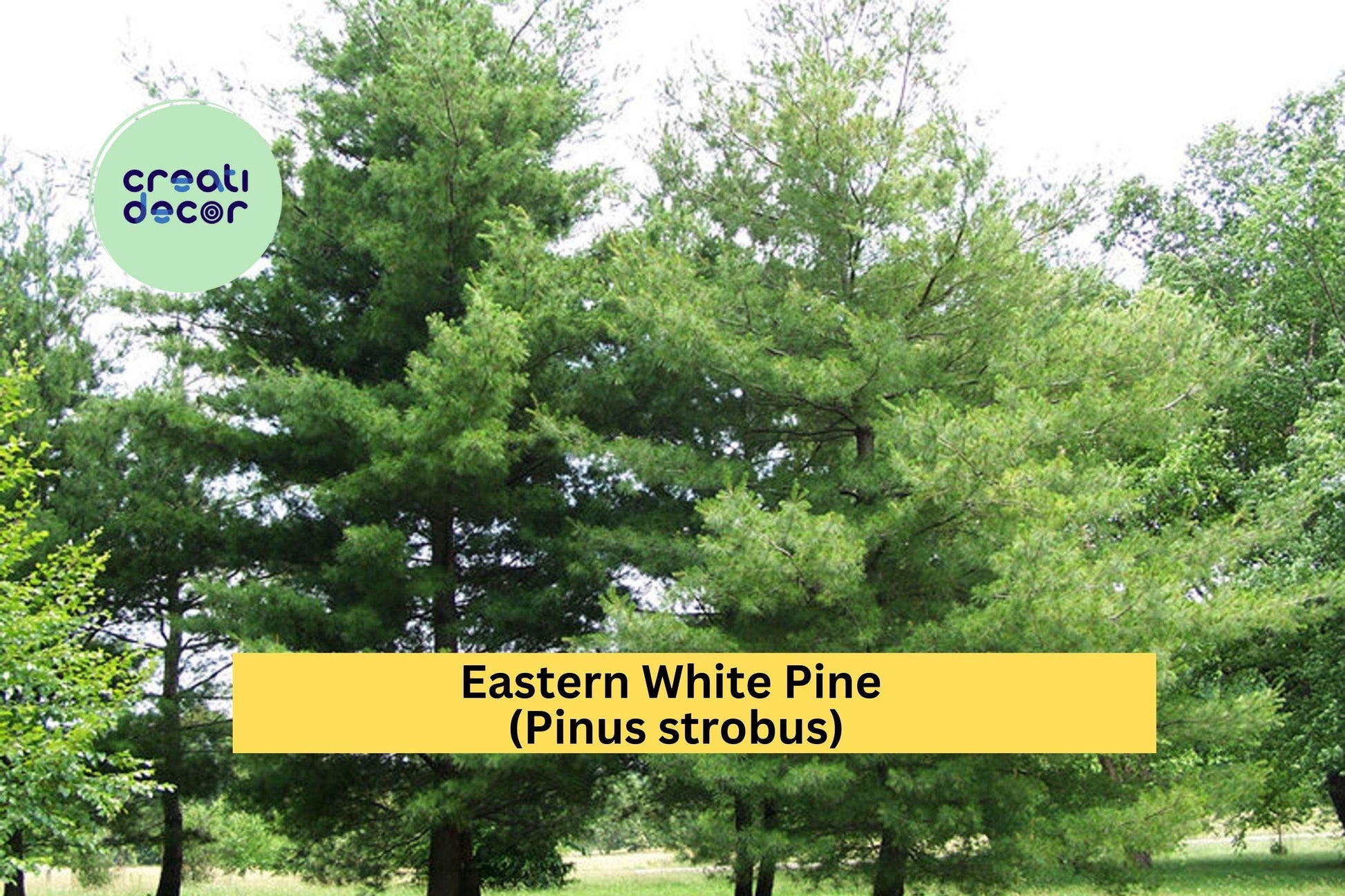 25 White Pine Seedlings - Bare Root Eastern White Pine Trees for Landscaping, Reforestation & Windbreaks - Pinus strobus