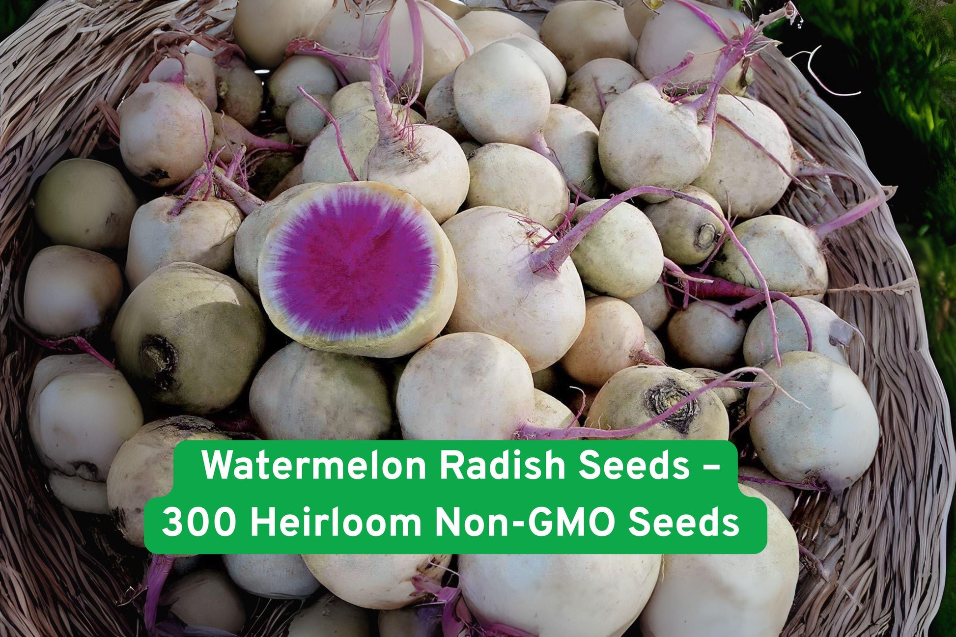 watermelon radish seeds, heirloom vegetable seeds, non-GMO radish seeds, pink center radish, salad radish seeds, heirloom root vegetables, easy grow radish, garden radish seeds, colorful radish seeds, spring planting seeds, fall garden seeds, fresh produce seeds, unique vegetable seeds