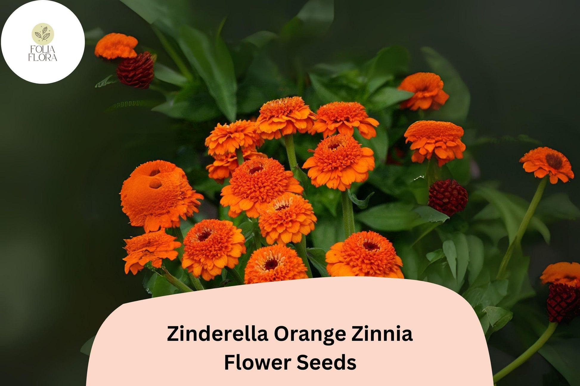 Zinnia Seeds – Zinderella Orange Double Bloom, Non-GMO, Zinnia elegans, Vibrant Orange Flowers, Butterfly Attracting, 100+ Seeds