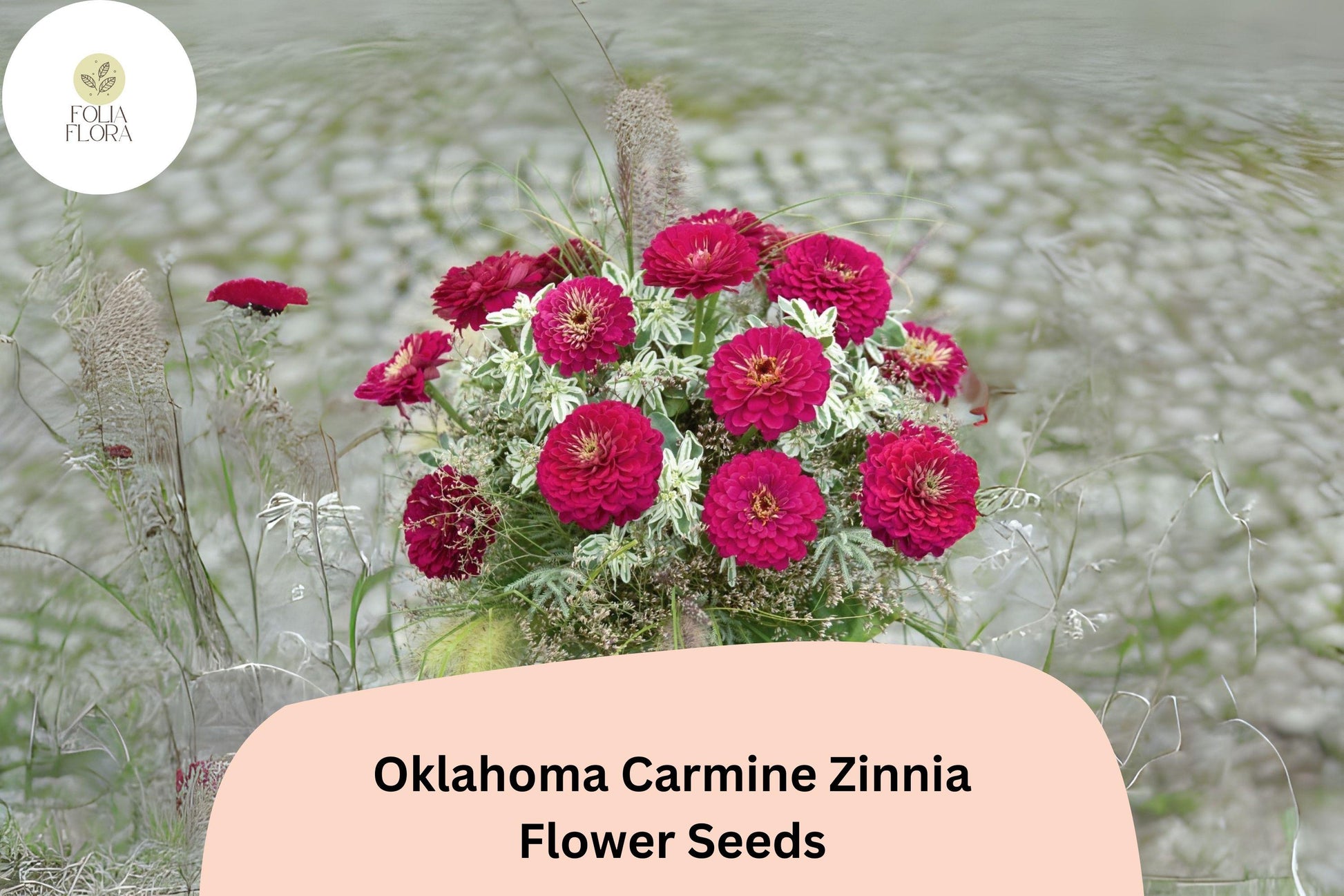 100+ Oklahoma Carmine Zinnia Seeds – Rose-Red Fully Double Blooms, Zinnia elegans, Garden, Borders & Cut Flowers