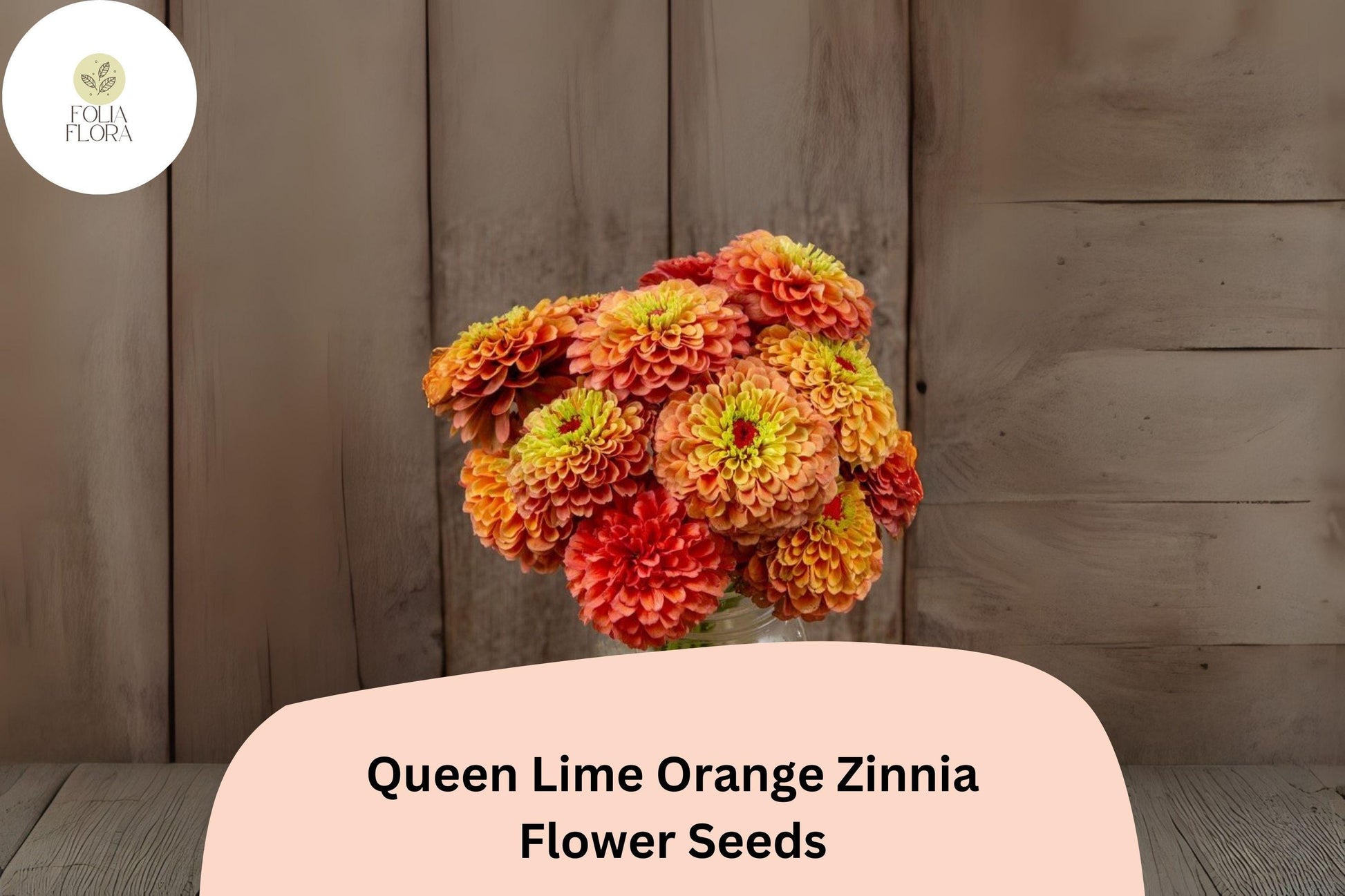 100+ Queen Lime Orange Zinnia Seeds – Bright Peach, Orange & Lime Blooms, Zinnia elegans, Pollinator-Friendly, Easy Grow, Non-GMO