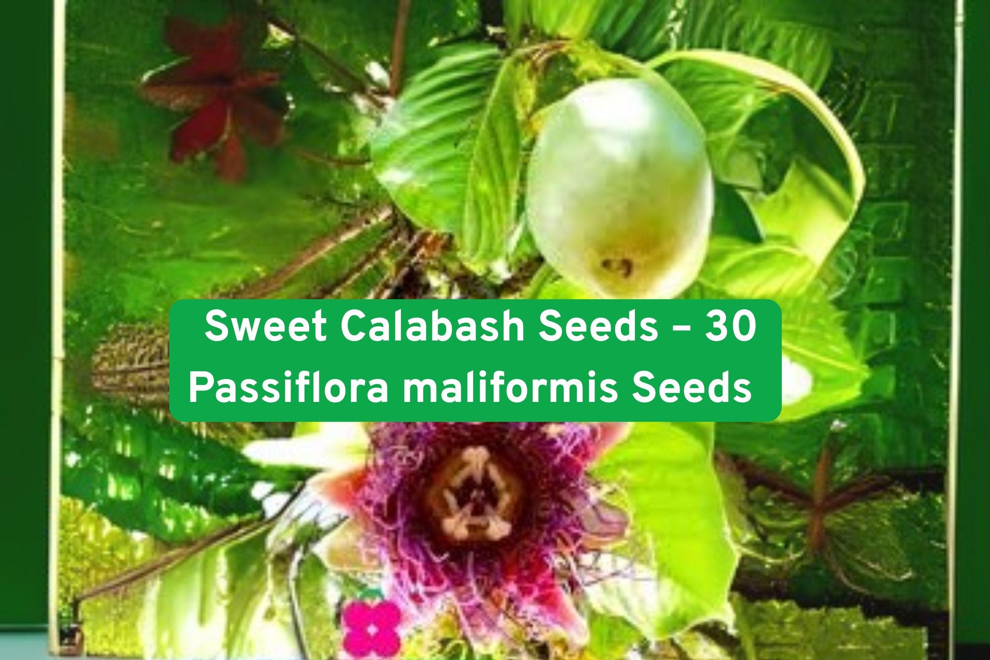passionfruit vine, exotic fruit seeds, edible climbing plant, purple passionfruit, sweet calabash seeds, tropical fruit seeds, fast-growing vine, ornamental edible plant, outdoor garden vine, non-GMO seeds, passionflower seeds, trellis climbing plant, fruiting vine seeds