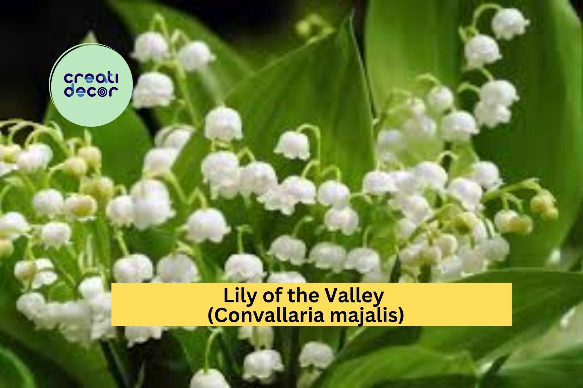 Lily of the Valley Live Plants Set of 12+ | Fragrant White Bell-Shaped Flowers | Convallaria majalis Perennials for Shade Gardens