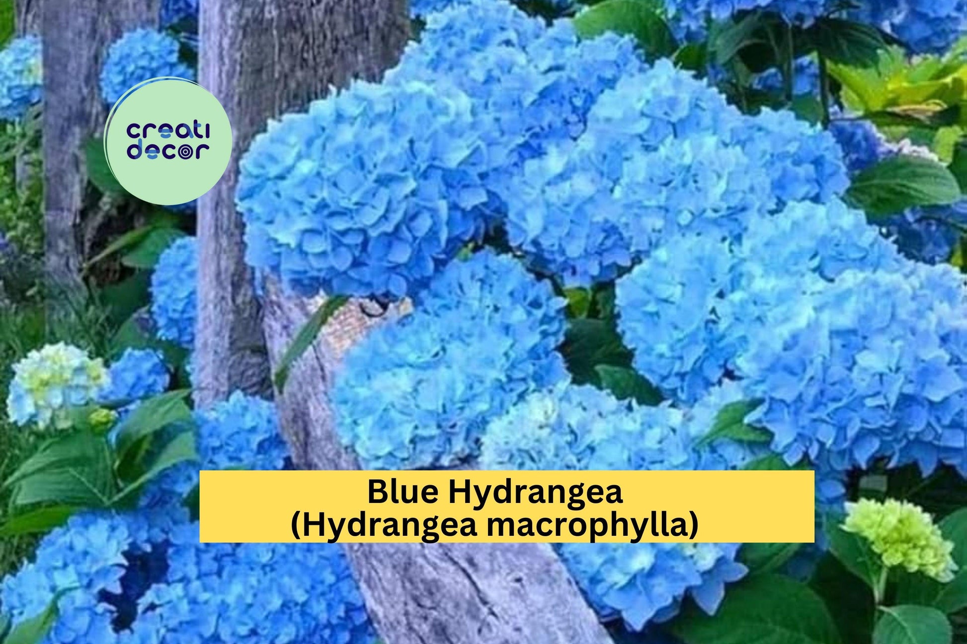 Blue Hydrangea Live Rooted Cutting – 3–8" Tall, Hydrangea macrophylla, Large Blue Flowers, Hardy Flowering Shrub for Garden & Containers