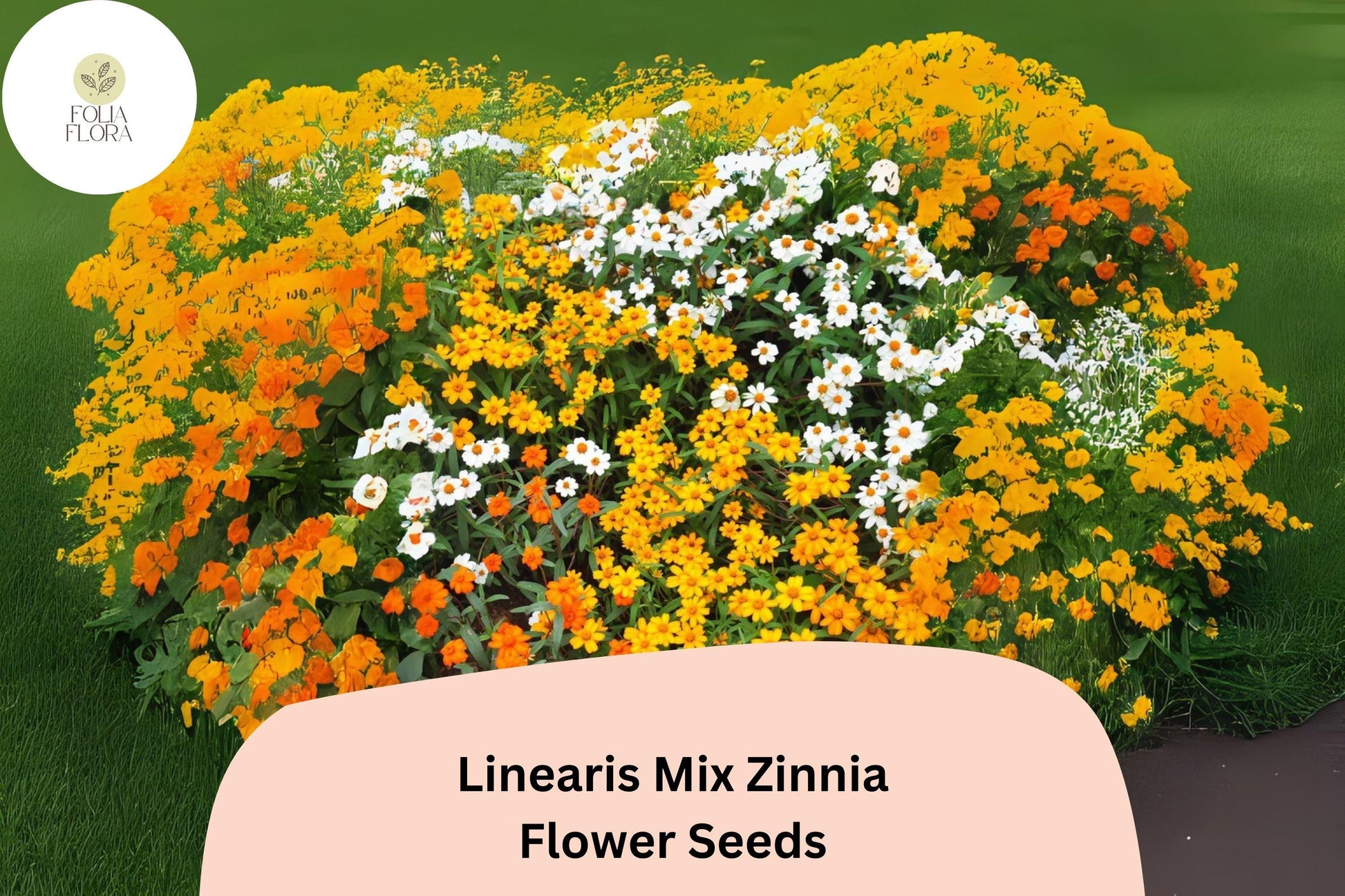 100+ Linearis Mix Zinnia Seeds – Dwarf Annual Flowers for Borders, Edging & Containers – Zinnia linearis
