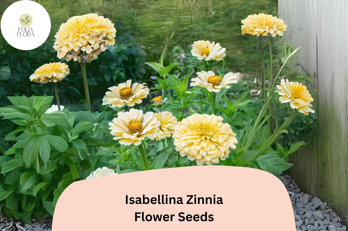 100+ Isabellina Zinnia Seeds – Pale Cream Blooms for Borders, Bouquets & Cottage Gardens – Zinnia elegans, Heirloom, Non-GMO