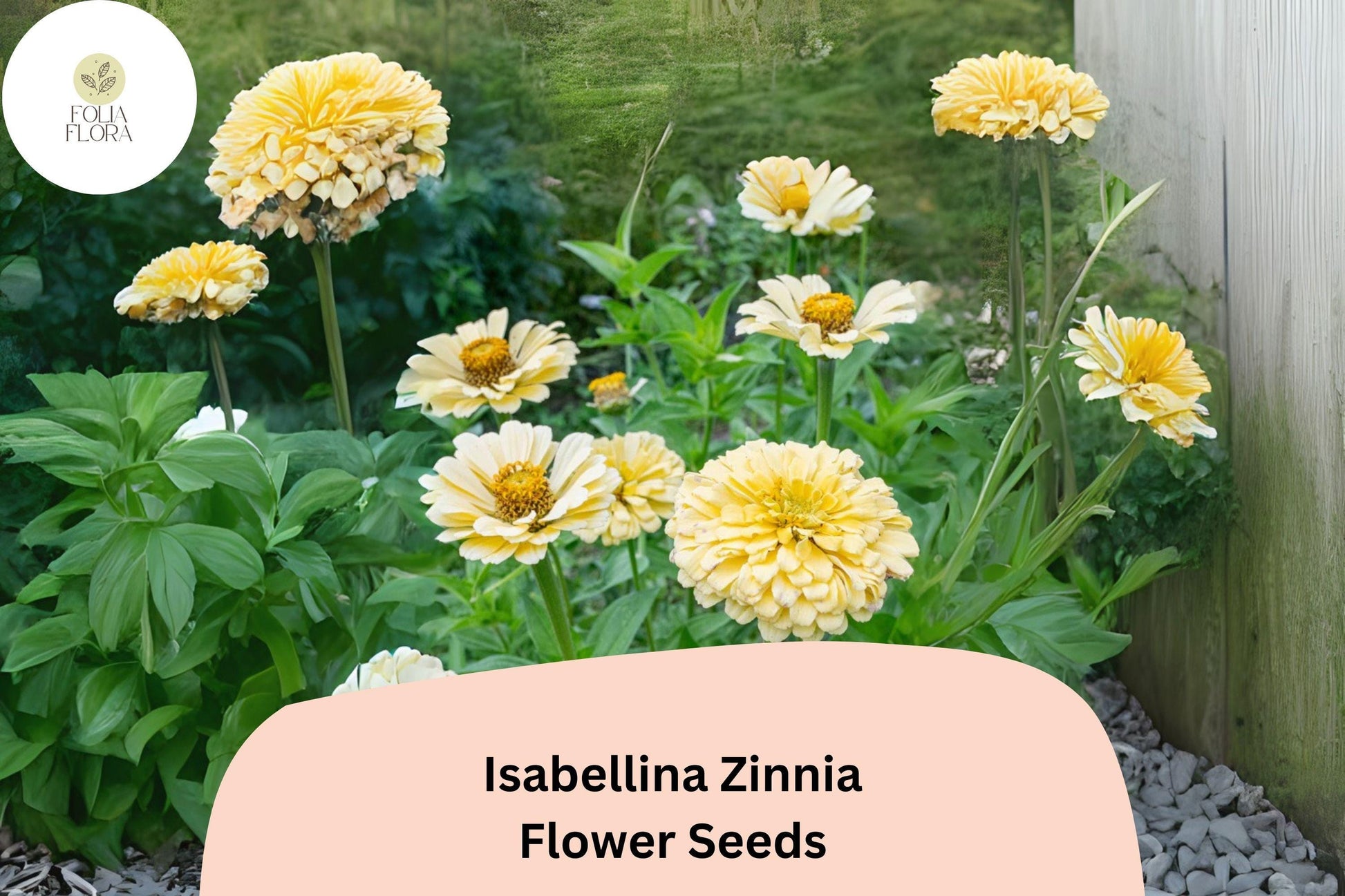 100+ Isabellina Zinnia Seeds – Pale Cream Blooms for Borders, Bouquets & Cottage Gardens – Zinnia elegans, Heirloom, Non-GMO