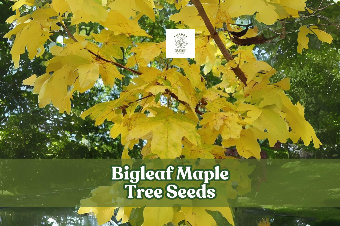 Bigleaf Maple Tree Seeds, Acer macrophyllum, Shade Tree, Large Leaves, Fall Color, Ornamental Gardening, 30 Fresh Seeds