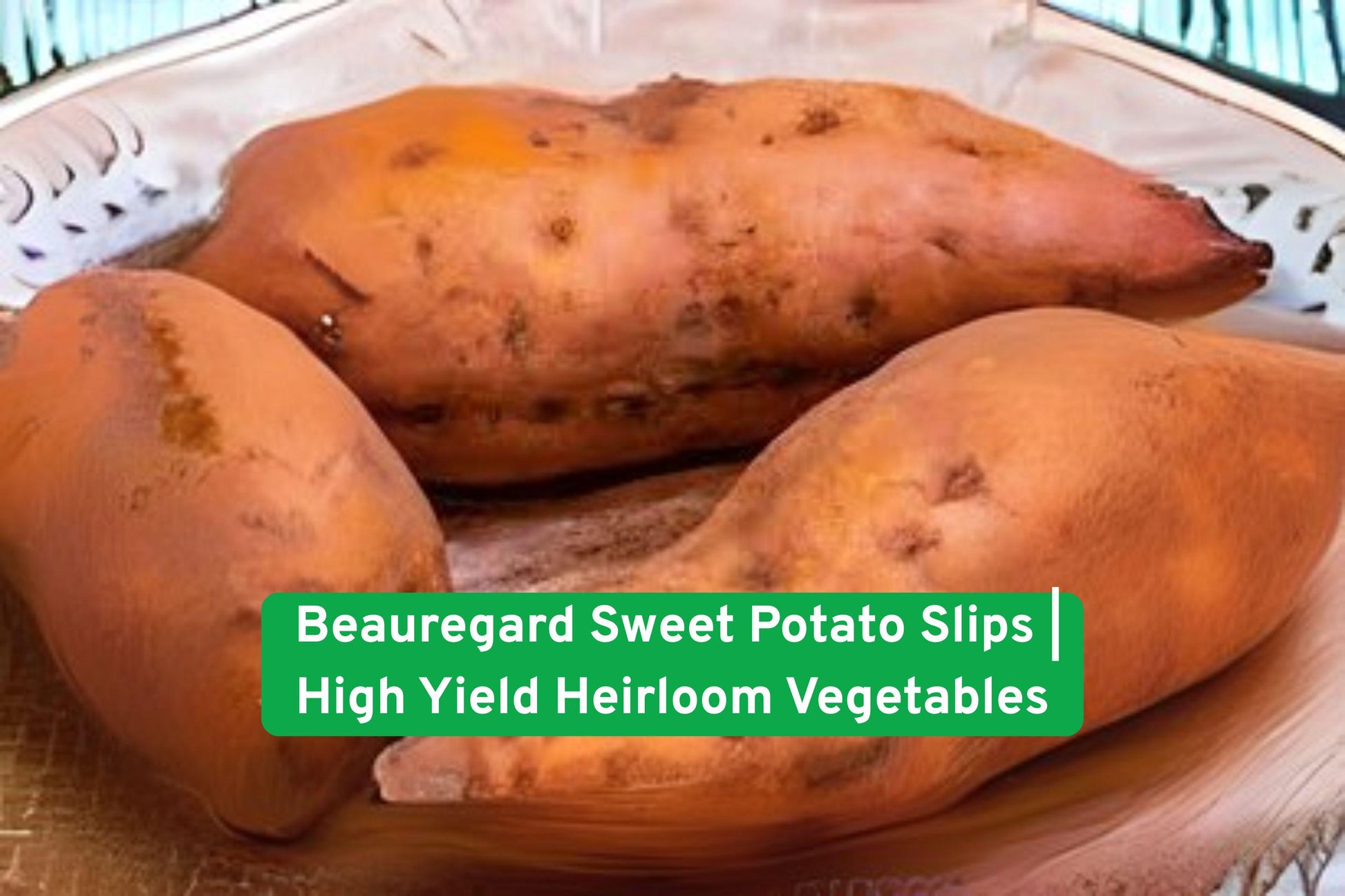 sweet potato slips, Beauregard variety, heirloom garden plant, organic seedling, orange-fleshed sweet potato, high yield crop, home garden plant, non-GMO slips, easy grow vegetable, nutritious root vegetable, garden starter plant, sustainable gardening, seedling for planting