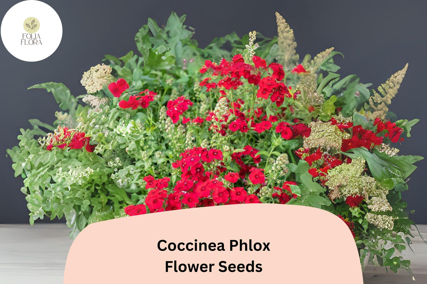 Scarlet Coccinea Phlox Seeds | Annual Flower with Red Blooms | Phlox drummondii var. coccinea