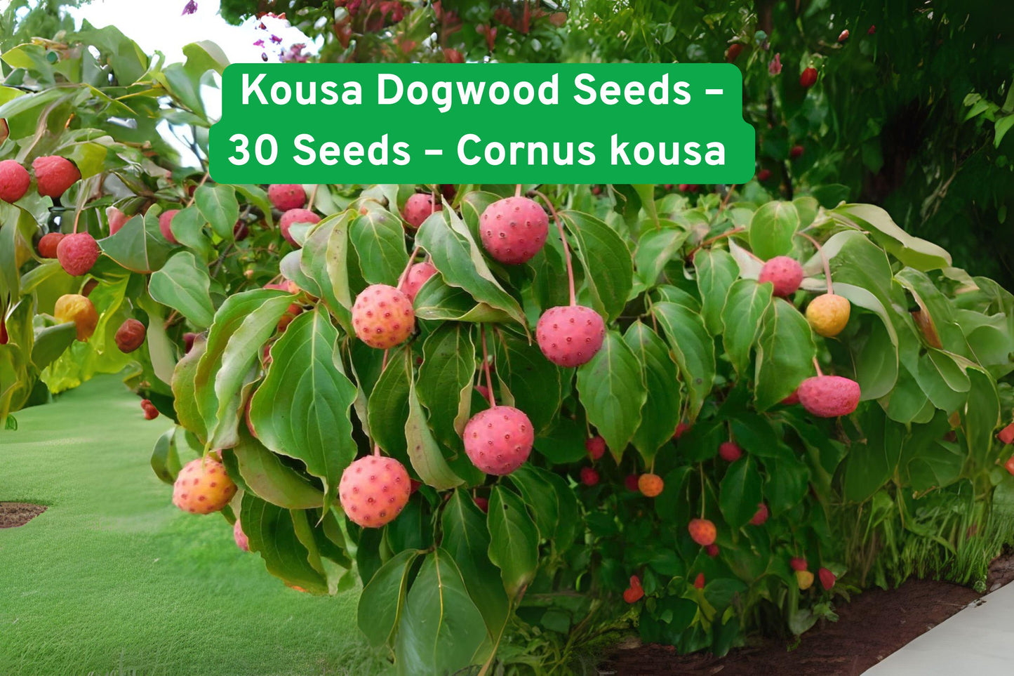 kousa dogwood seeds,ornamental tree seeds,flowering shrub seeds,white bloom seeds,red stem plant seeds,deciduous tree seeds,landscape tree seeds,garden tree seeds,seasonal color seeds,border plant seeds,flowering tree seeds,fall foliage seeds,white flower seeds