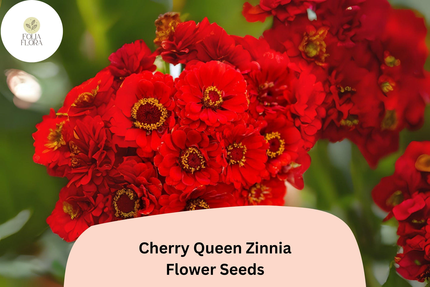 Cherry Queen Zinnia Seeds – 100+ Non-GMO, Bright Cherry-Red Double Blooms, Cut Flowers & Summer Garden, Zinnia elegans
