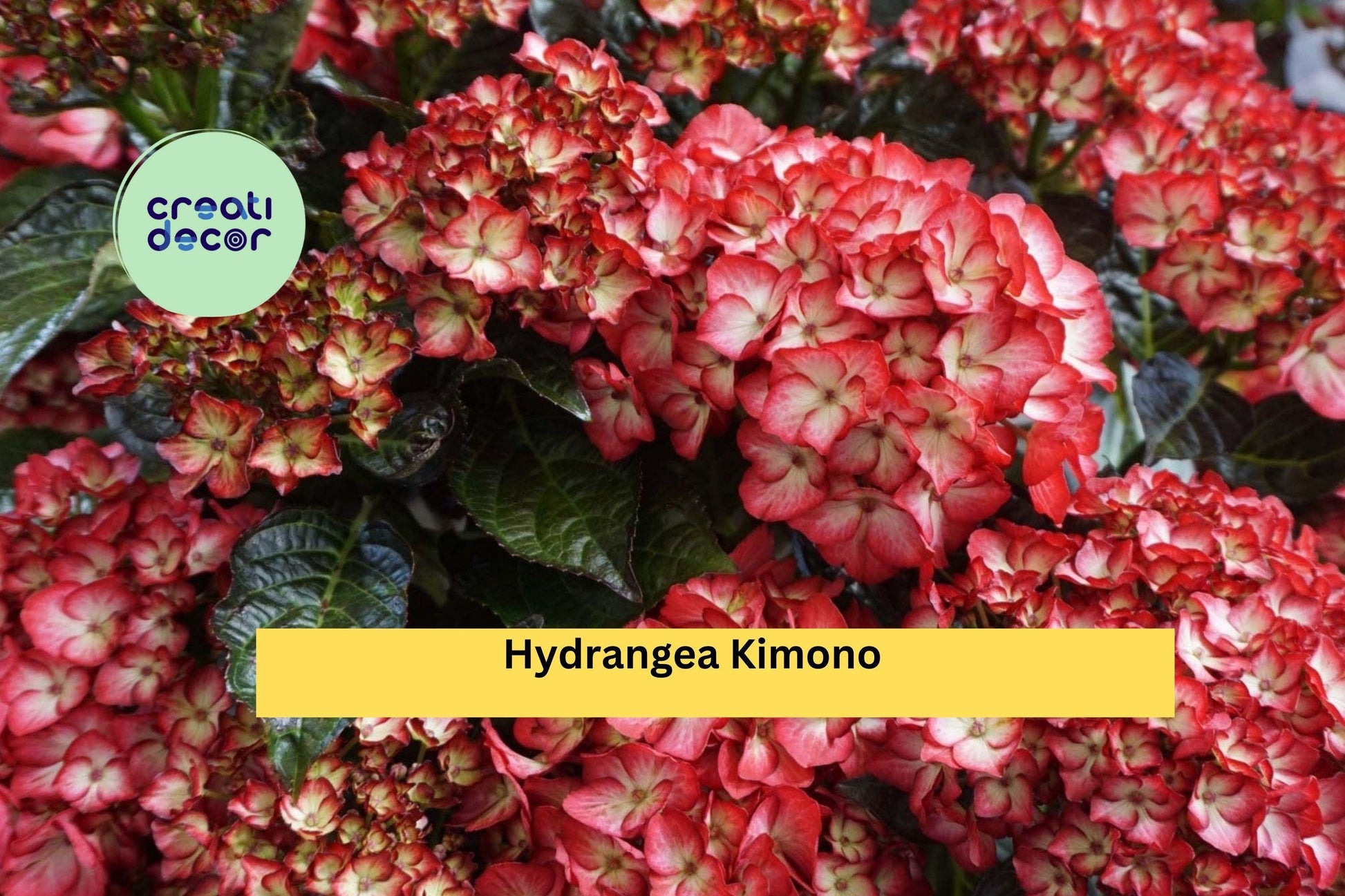 Hydrangea Kimono Starter Set – 4 Live Rooted Hydrangea macrophylla ‘Kimono’ Flowering Shrubs for Garden & Container