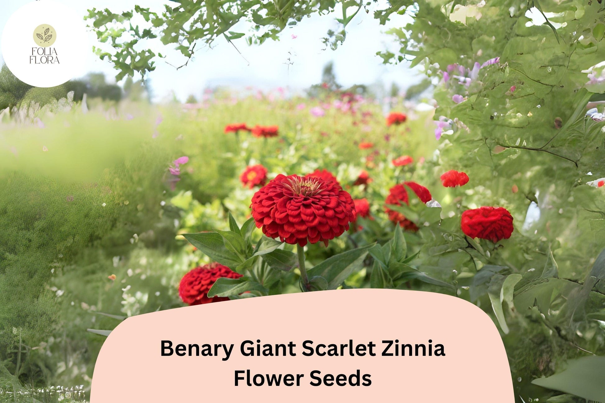 100+ Benary Giant Scarlet Zinnia Seeds – Scarlet Red Double Blooms for Cut Flowers & Summer Gardens – Zinnia elegans