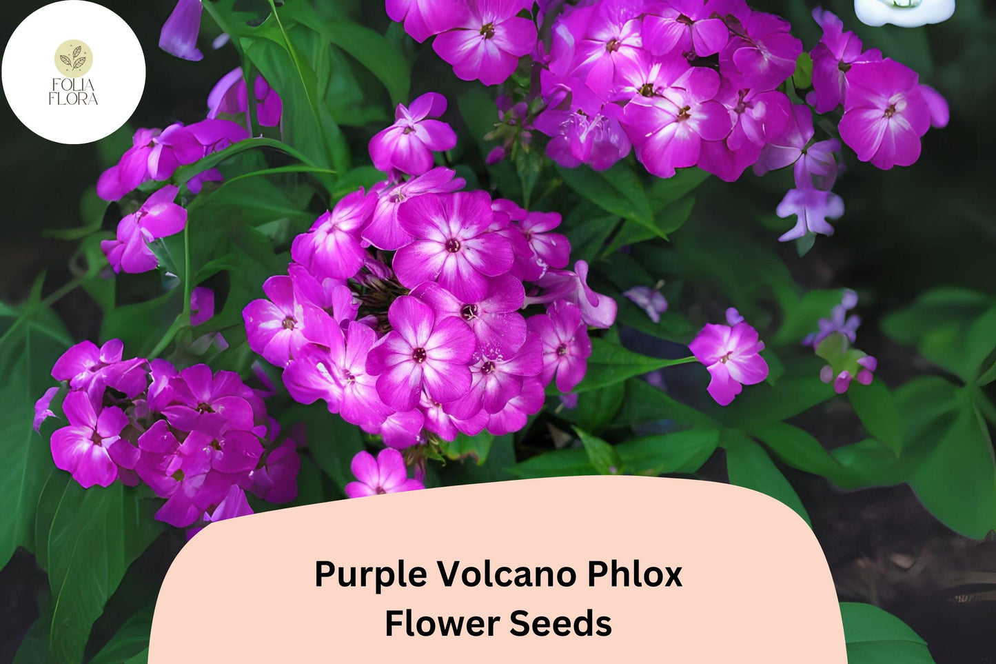 Purple Volcano Phlox Seeds | Deep Purple Annual Flower | Phlox drummondii for Borders, Containers & Garden Beds