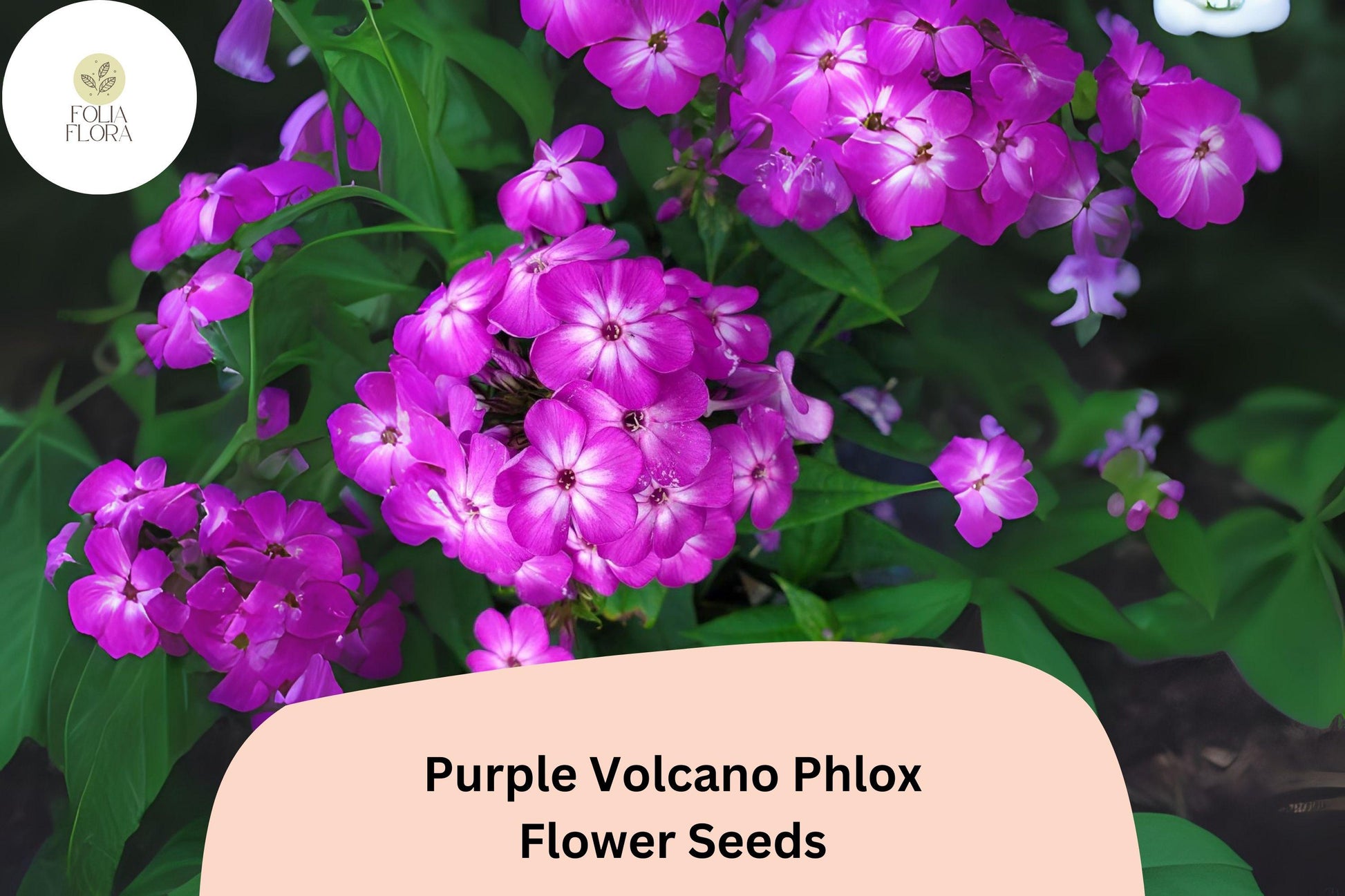 Purple Volcano Phlox Seeds | Deep Purple Annual Flower | Phlox drummondii for Borders, Containers & Garden Beds