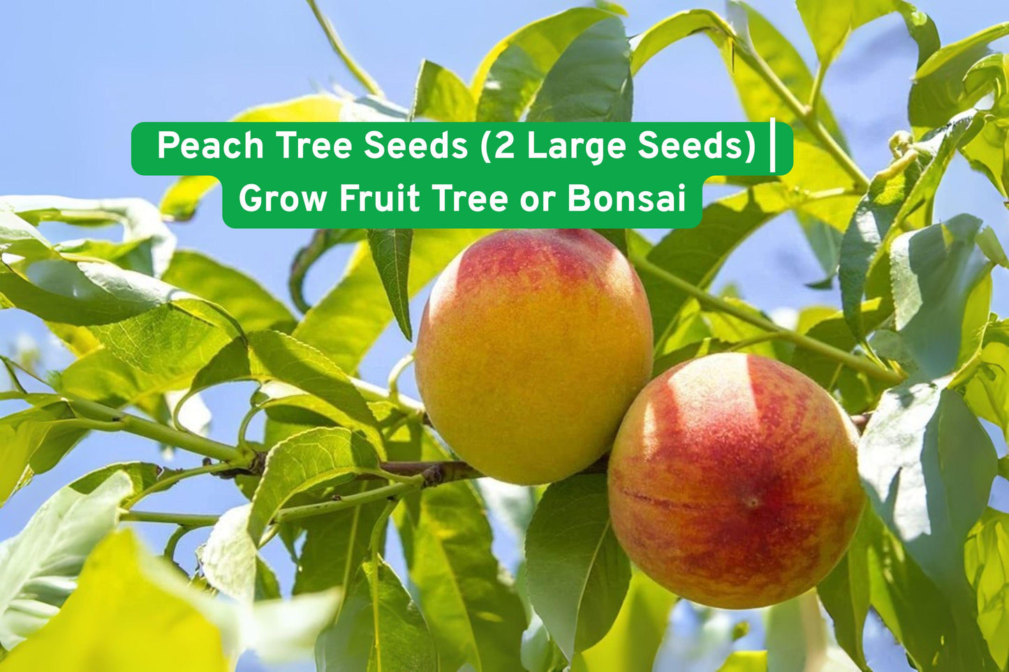 Peach Tree Seeds, Heirloom Peach Seeds, Non-GMO Fruit Seeds, Bonsai Peach Tree, DIY Fruit Tree Kit, Garden Gift for Growers, Fresh Peach Seeds, Fruit Tree Propagation, Indoor Outdoor Plant, Iowa Sourced Seeds, Beginner Gardening Seeds, Heirloom Fruit Seeds, Tree Growing Supplies