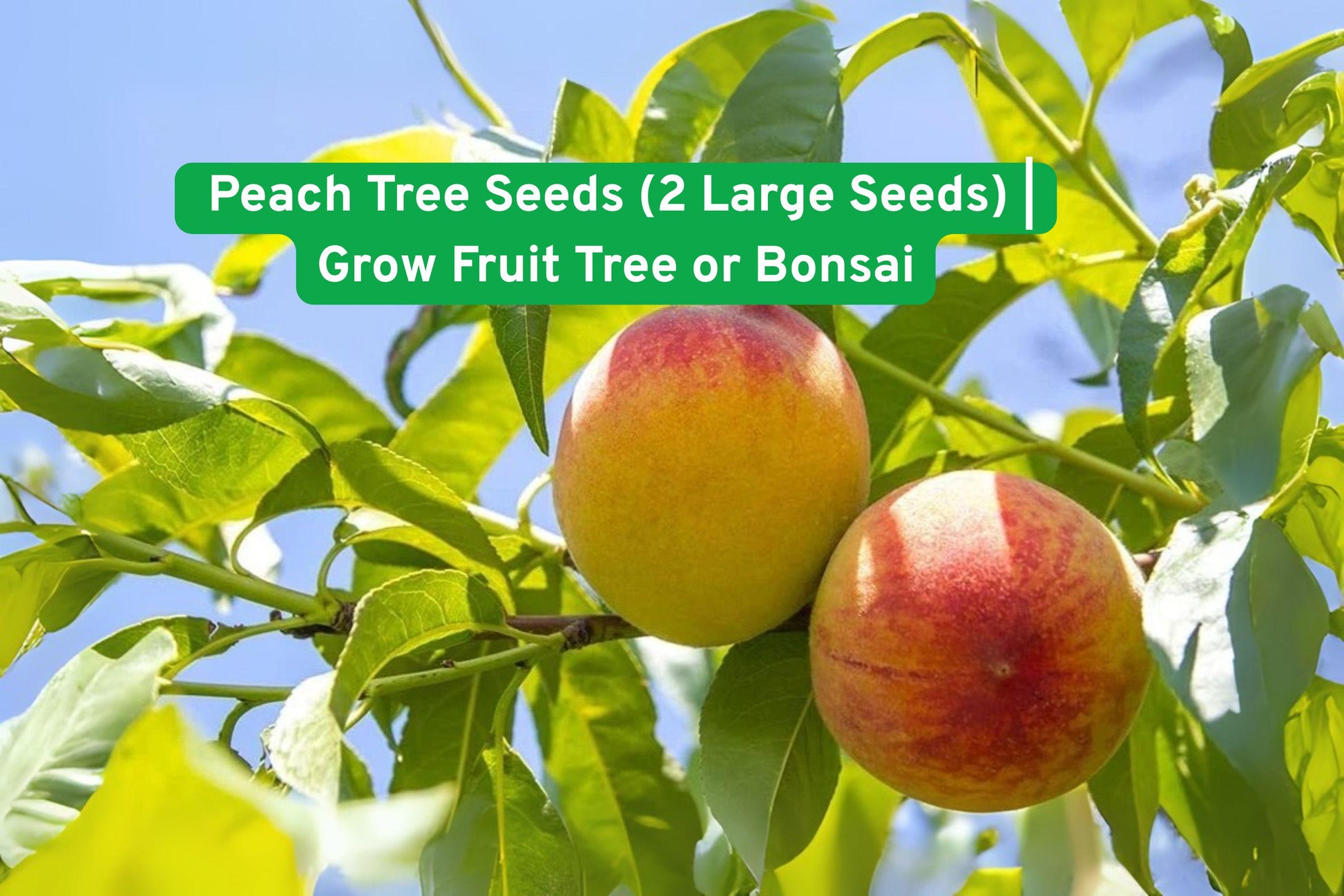 Peach Tree Seeds, Heirloom Peach Seeds, Non-GMO Fruit Seeds, Bonsai Peach Tree, DIY Fruit Tree Kit, Garden Gift for Growers, Fresh Peach Seeds, Fruit Tree Propagation, Indoor Outdoor Plant, Iowa Sourced Seeds, Beginner Gardening Seeds, Heirloom Fruit Seeds, Tree Growing Supplies