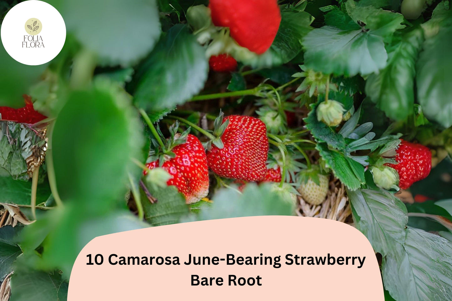 Camarosa June-Bearing Strawberry Plants | 10 Live Bare Root Fragaria × ananassa | Large Bright-Red Berries