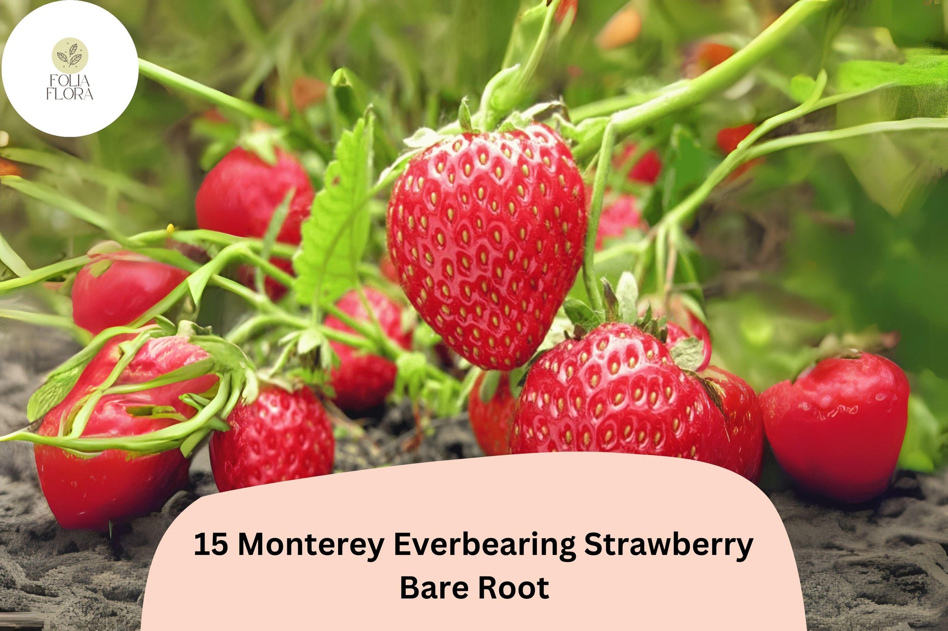 15 Monterey Strawberry Plants | Live Bare Root Everbearing Fragaria × ananassa Garden Fruit