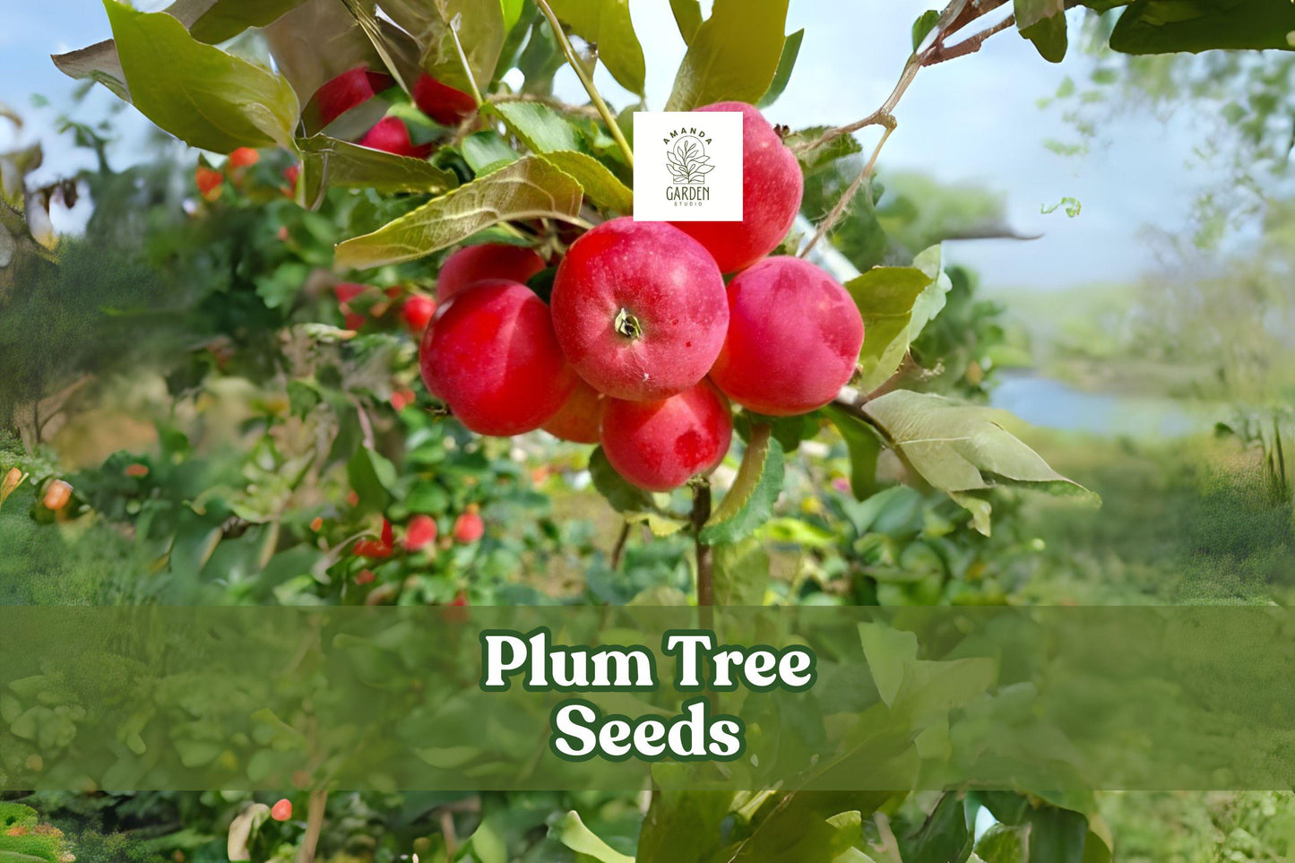 American Plum Tree Seeds – Prunus americana, Flowering & Fruiting Tree, White Blossoms, Edible Plums, Bonsai Potential, 10 Seeds