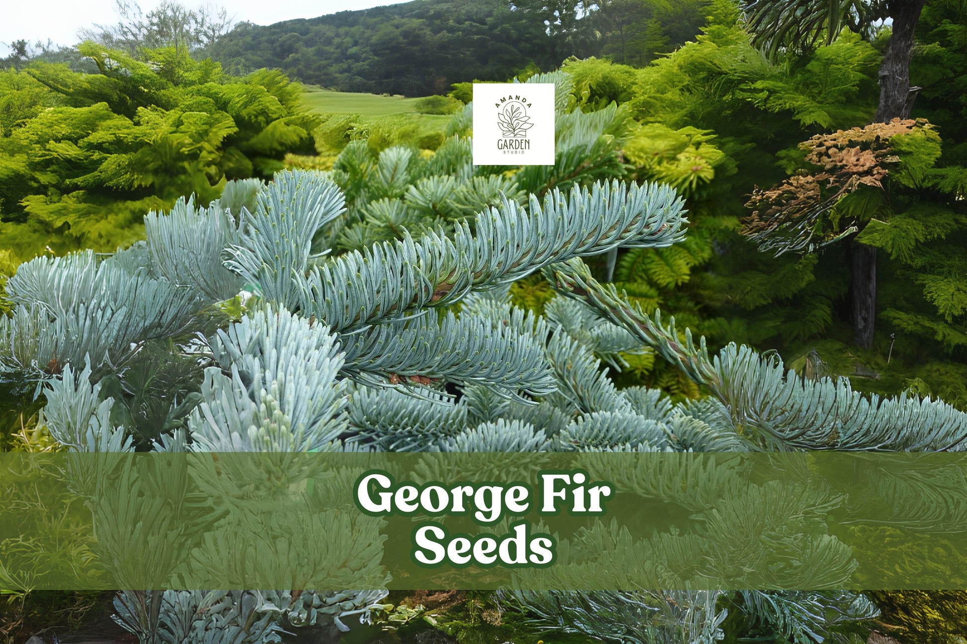 George Fir Seeds – Rare Evergreen Conifer Abies forrestii georgei, Green-Blue Needles, Cold Hardy, Bonsai & Landscape Plant