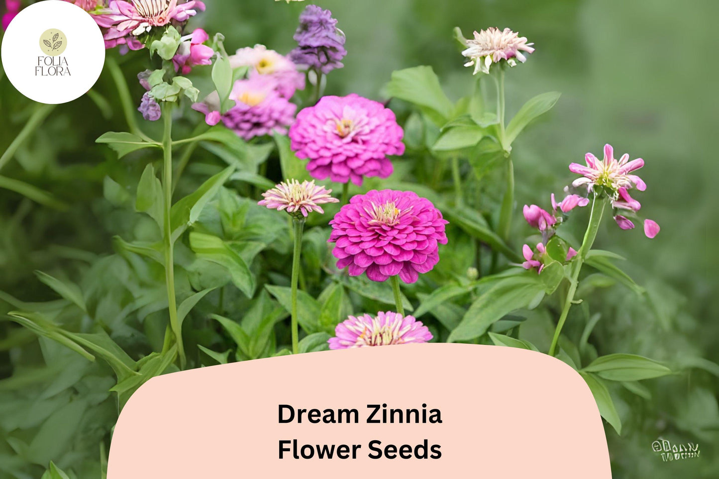 100+ Dream Pink Zinnia Seeds – Zinnia elegans for Borders, Cut Flowers & Summer Gardens