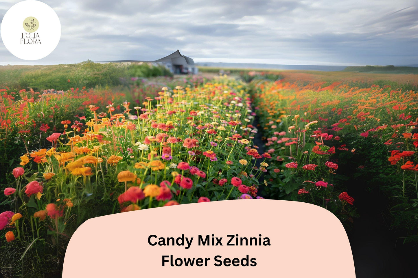 100+ Candy Mix Zinnia Seeds – Bright Multi-Color Blooms for Summer Gardens & Bouquets – Zinnia elegans