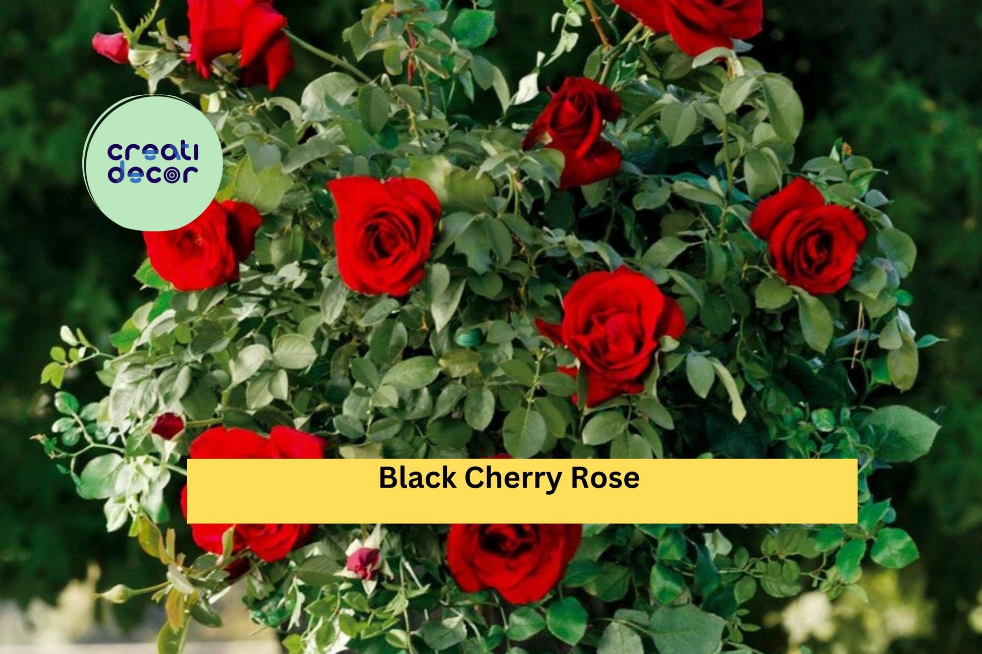 Black Cherry Rose Cuttings Set of 3 | Live Rosa ‘Black Cherry’ Grafting or Rooting Propagation Material