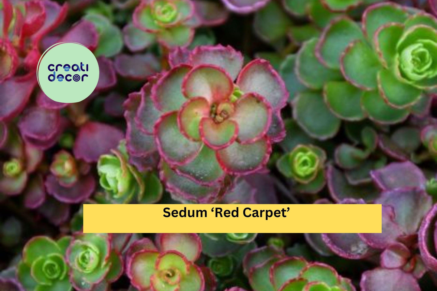 Sedum ‘Red Carpet’ Live Plants – Hardy Succulent Groundcover for Rock Gardens, Borders, Drought Tolerance – Sedum spurium