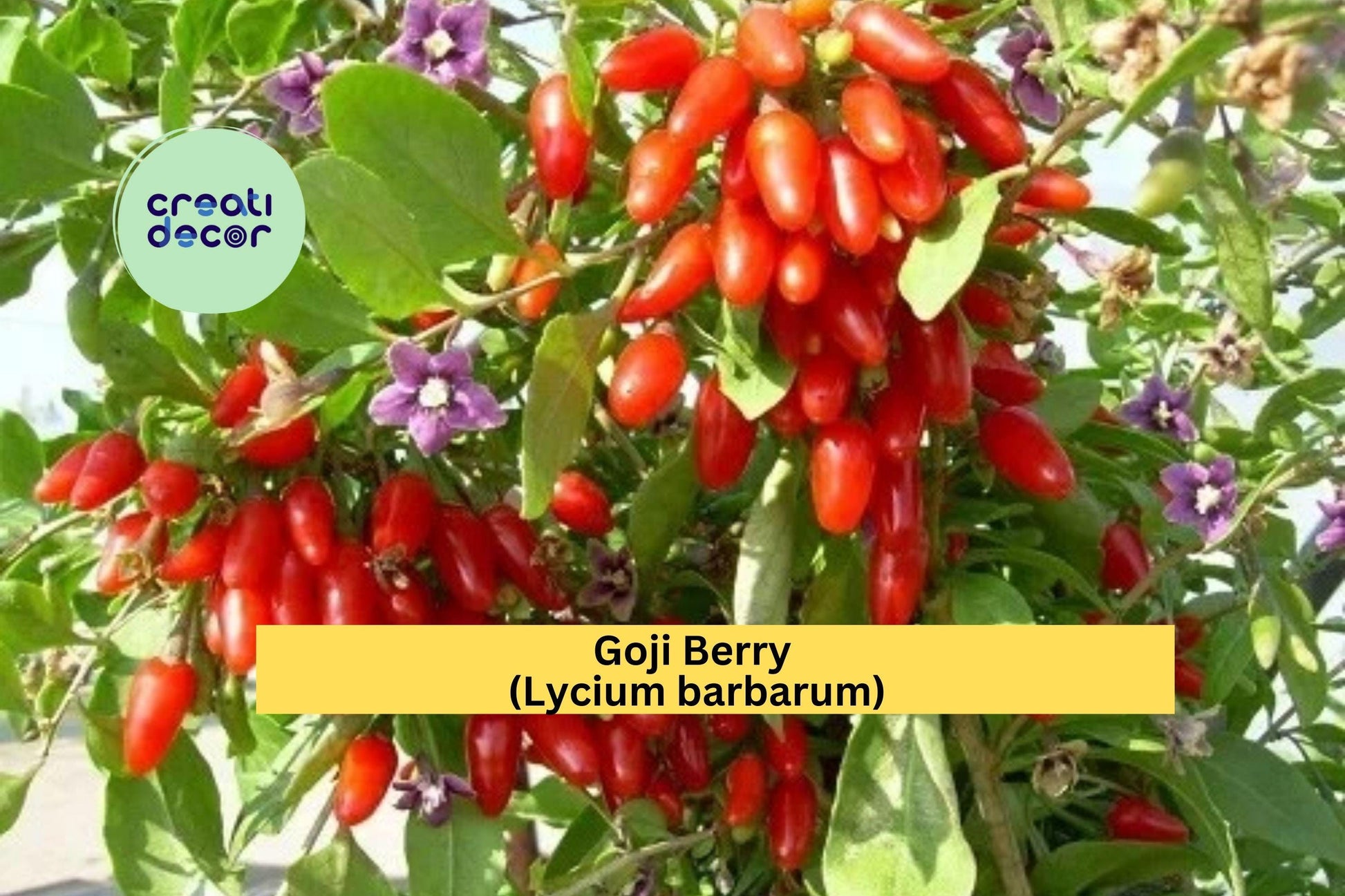 Goji Berry Cuttings | 10 Live Lycium barbarum Stem Propagation Plants | Fruiting Shrub for Rooting or Grafting