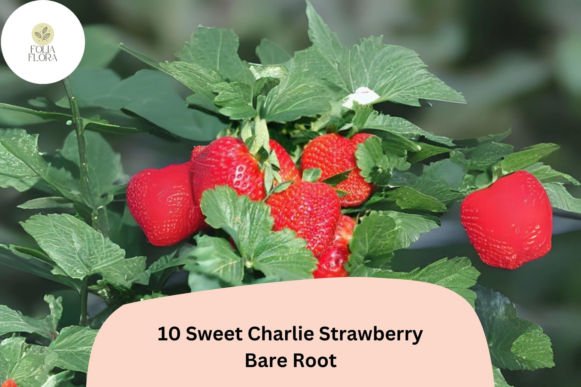 Sweet Charlie Strawberry Plants | 10 Live Bare Root June-Bearing Fragaria × ananassa | Juicy Red Berries for Garden or Containers
