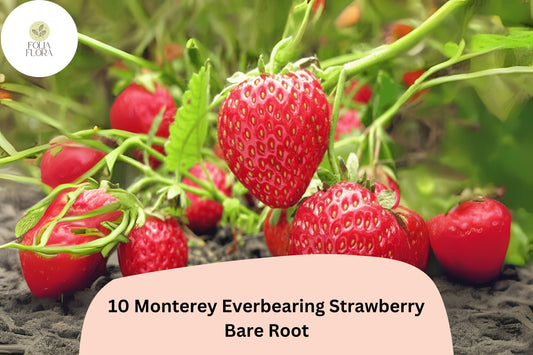 10 Monterey Strawberry Plants | Live Bare Root Everbearing Fragaria × ananassa | Non-GMO, Perennial Garden Fruit