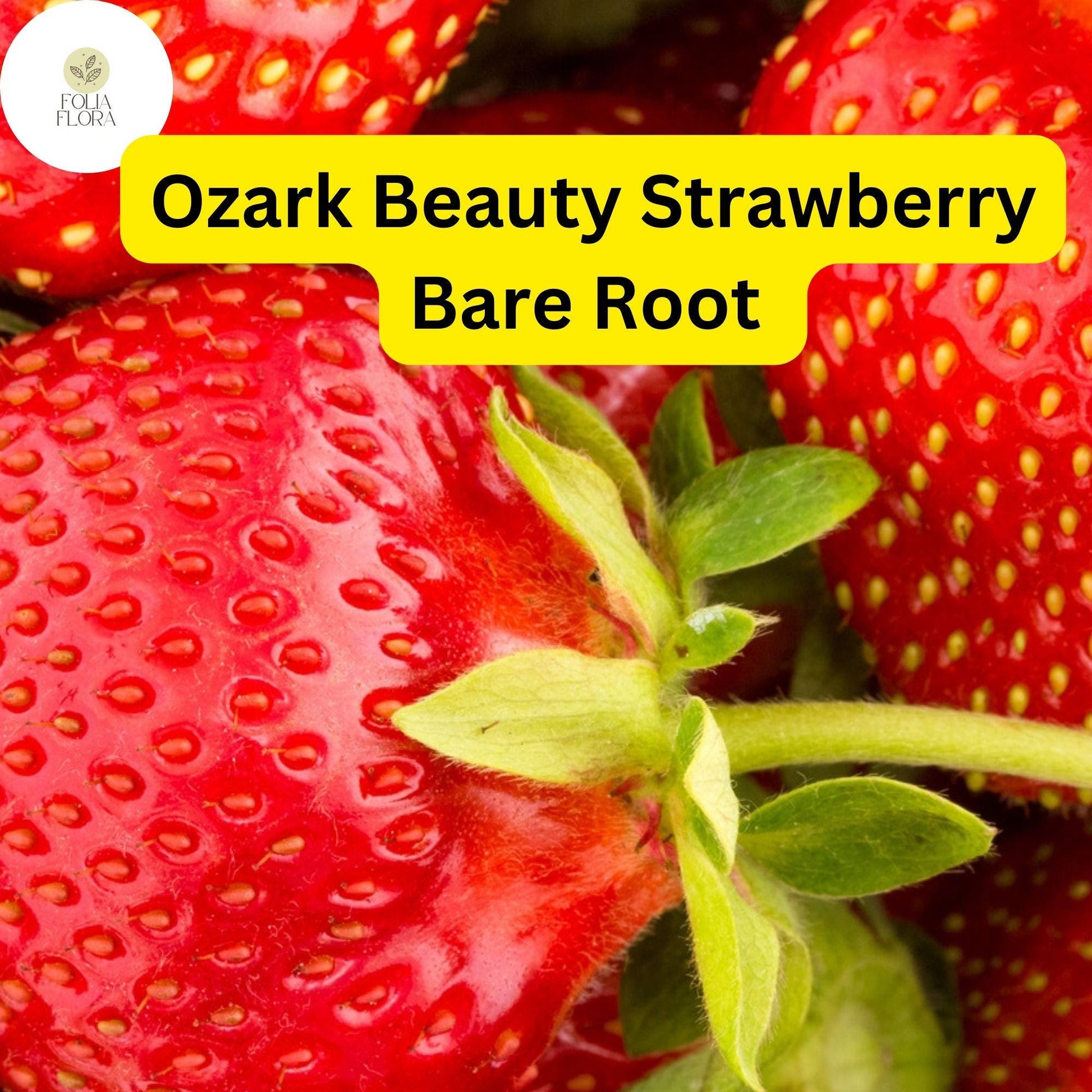 10 Ozark Strawberry Plants | Live Bare Root Everbearing Fragaria × ananassa | Perennial Garden Fruit Plants