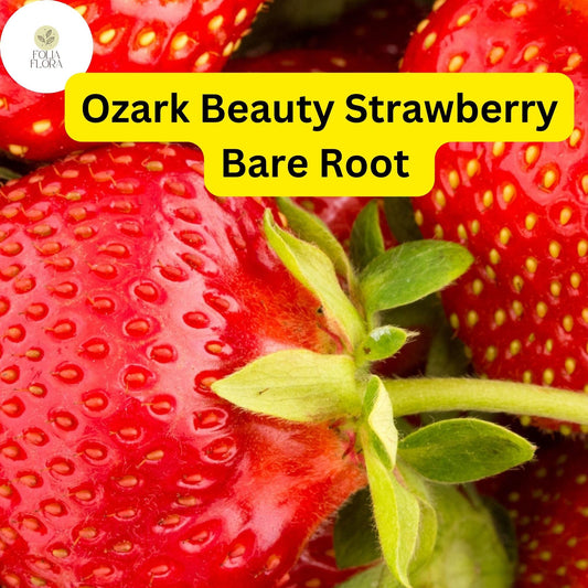10 Ozark Strawberry Plants | Live Bare Root Everbearing Fragaria × ananassa | Perennial Garden Fruit Plants