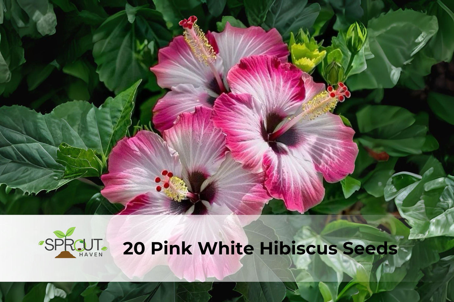 Pink & White Hibiscus Seeds – Tropical Perennial Flowering Plant for Garden Borders & Containers, Hibiscus rosa-sinensis