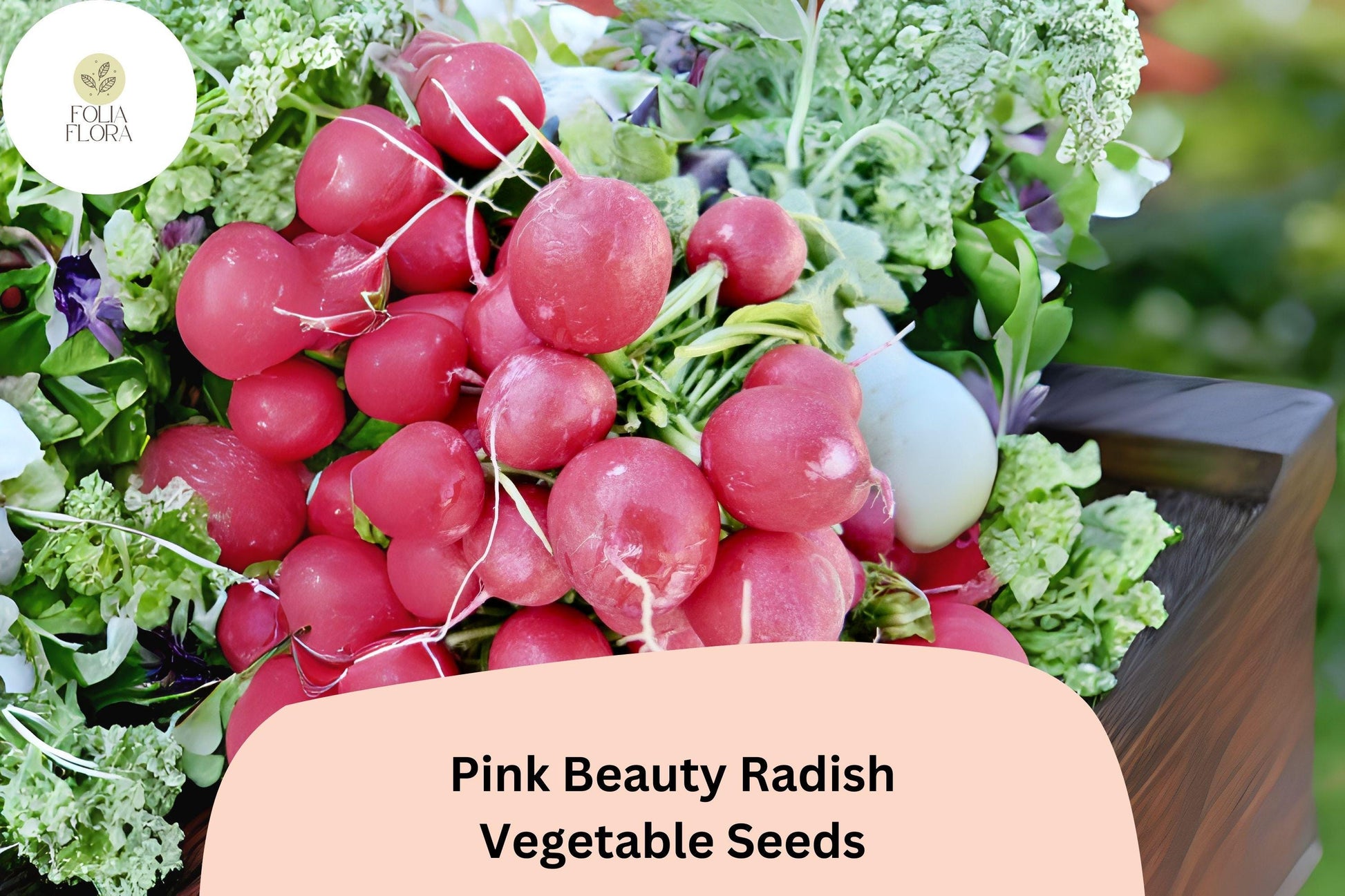 Pink Beauty Radish Seeds – Heirloom Non-GMO Raphanus sativus, 500+ Seeds for Salad, Garnish, Cool-Season Garden