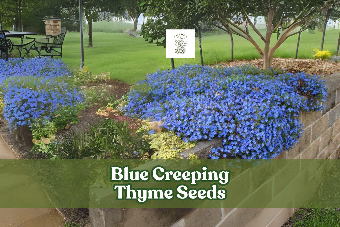 Blue Creeping Thyme Seeds - Ground Cover, Thymus serpyllum, Blue-Purple Flowers, Drought Tolerant, Pollinator Friendly, 250+ Seeds